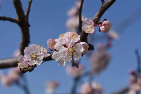 4217-tree blossoms Stock Photos
