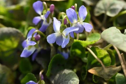 4219-spring flowers Stockfoto's