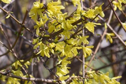 4222-tree blossoms Stock Photos