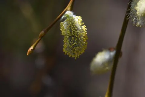 4226-tree blossoms Stock Photos