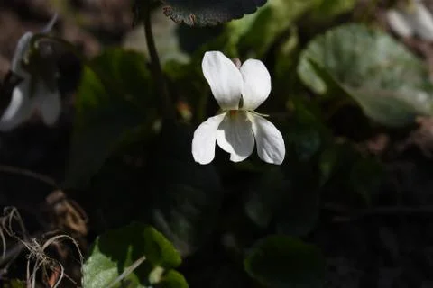 4232-spring flower Stock Photos