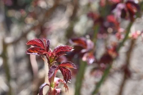 4235-spring leaves Stock Photos