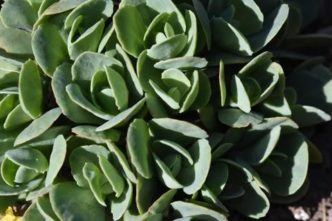 4236-spring plants Stock Photos