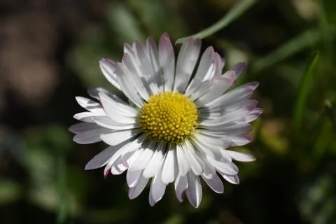 4237-spring flower Foto stock