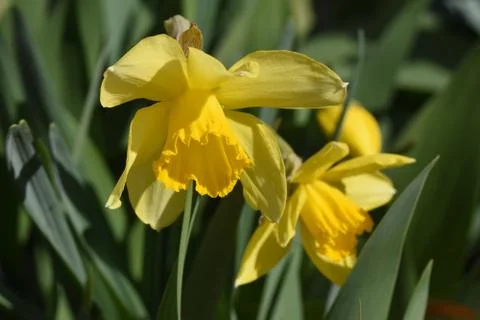 4242-spring flowers Stock Photos
