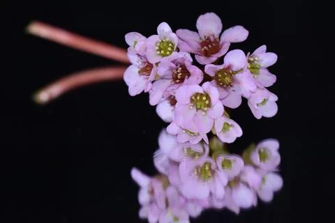 4249-spring flowers Stock-Fotos