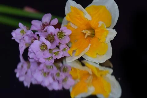 4253-spring flowers Stock Photos