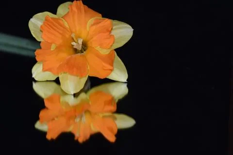 4254-spring flowedrs Stock Photos