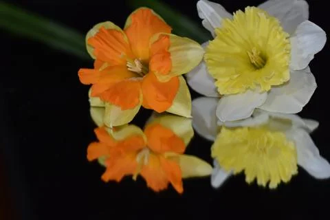 4260-spring flowers Foto stock