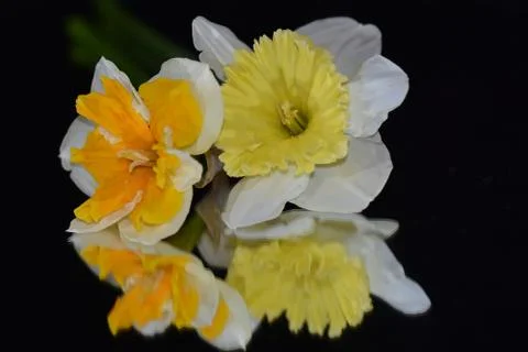 4262-spring flowers Stock Photos