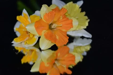 4264-spring flowers Stock Photos