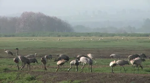 428 0005 Cranes Stock Footage 20529846