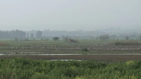 428 0010 Cranes Stockbeeldmateriaal 20527075