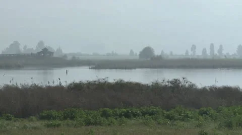 428 0012 Cranes Video stock 20526660