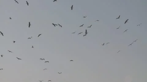 428 0013 Cranes Stock Footage 20526864