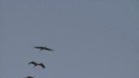 428 0033 Cranes Stock Footage 20525889