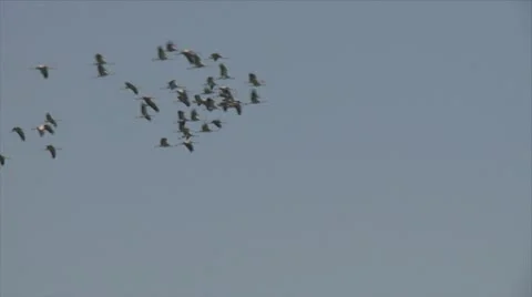 428 0048 Cranes Video stock 20525684