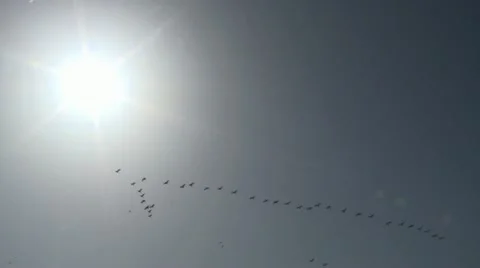 428 0062 Cranes Stock Footage 20526249