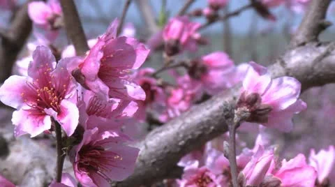 428 0073 Peach Video stock 20529439