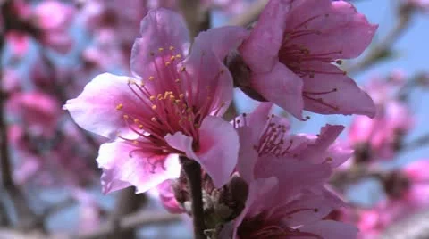 428 0074 Peach Video stock 20526311