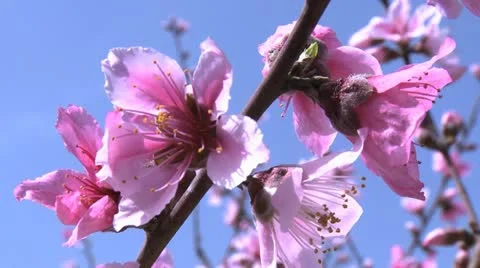 428 0076 Peach Stockbeeldmateriaal 20526534