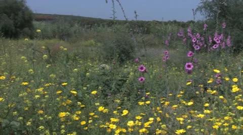 428 0098  spring Video stock 20531212