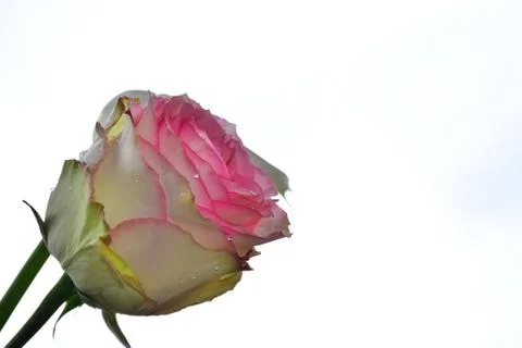 4292-rose with calla Foto stock