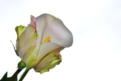 4295-rose with calla Stock Photos