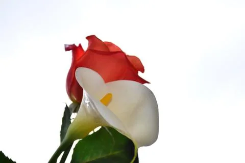 4298rose with calla Stock Photos