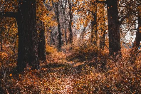 43 Autumn Forest Stock Photos