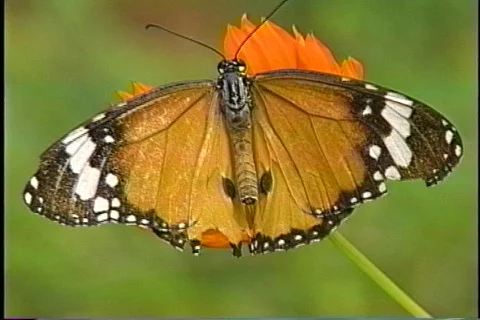 4303 several differenct butterflies Stock Footage 823988