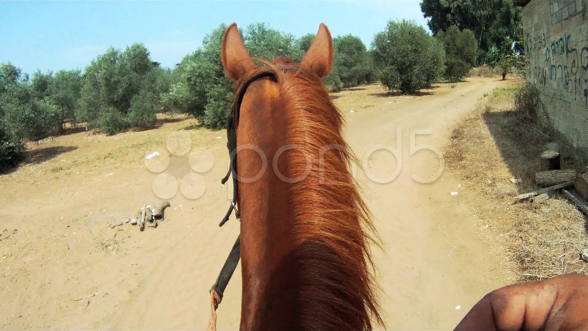 Take a 360-degree GoPro ride on winning horse American Pharoah - CNET