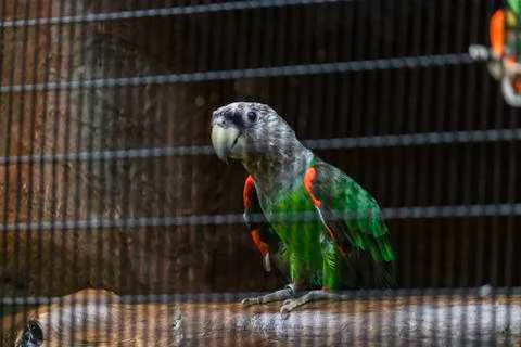 433Parrot Stock Photos