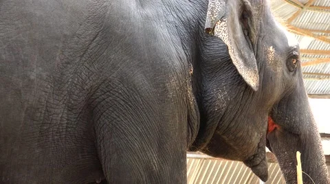 435 Elephant. Side view. Stock Footage 48573435