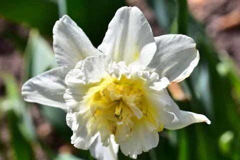 4392-spring flower Stock Photos