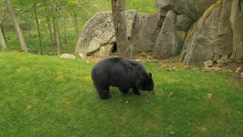 44 Black Bear from the top walking on grass 스톡 동영상 93410130