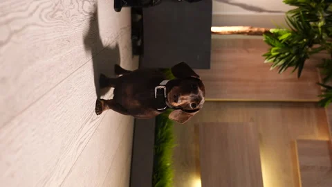 44 Dachshund stands on the floor camera around Stock Footage 221119231