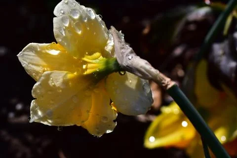 4403-spring flower Stock Photos