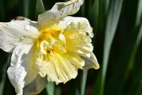4405-spring flower Stock Photos