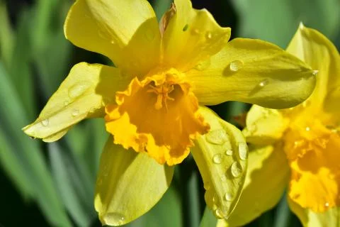 4406-spring flower Stock Photos