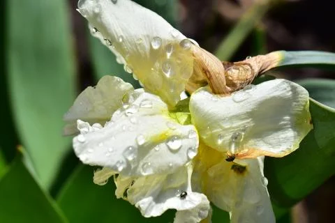 4407-spring flower Stock Photos