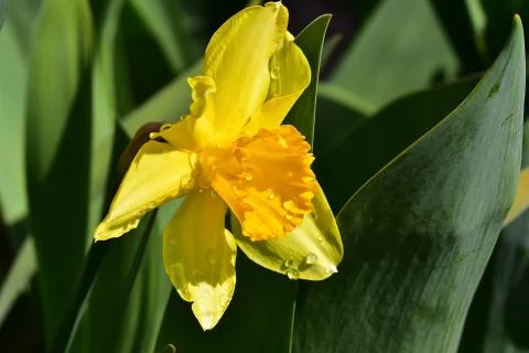 4408-spring flower Stock Photos