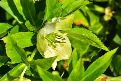 4409-spring flowers Stock Photos