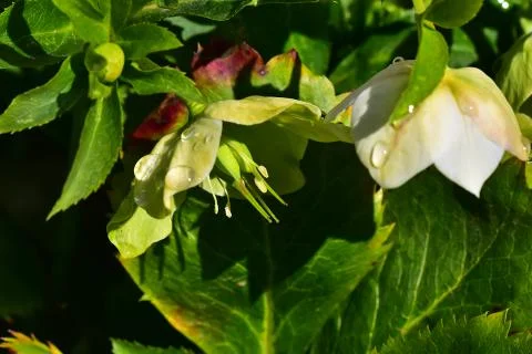 4410-spring flower Stock Photos