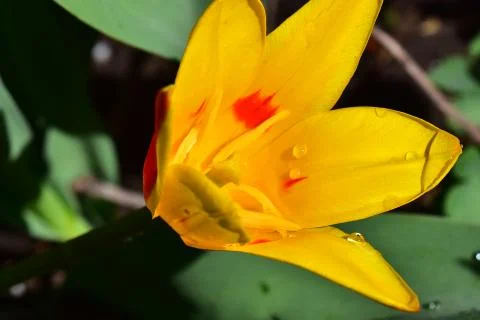 4412-spring flower Stock Photos