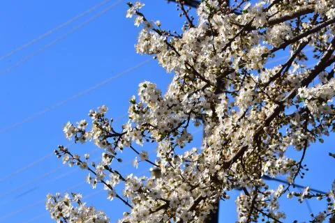 4413-tree blossoms Foto stock