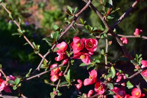 4418-tree blossoms Stock Photos