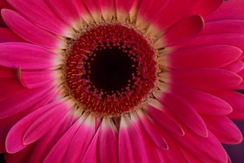 4423/nice gerber Stock Photos