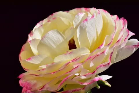 4425-spring flower Stock Photos