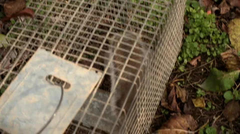 443 (2087) squirrel other capture humane Stock Footage